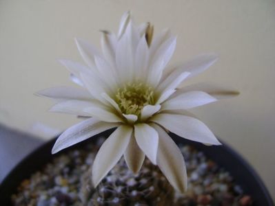 Gymnocalycium ragonesei