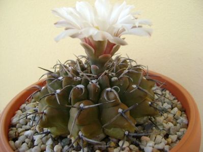 Gymnocalycium vatteri