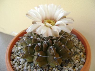 Gymnocalycium vatteri