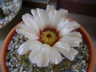 Gymnocalycium vatteri