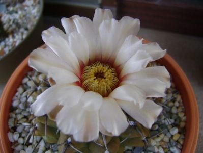 Gymnocalycium vatteri