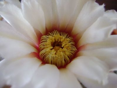 Gymnocalycium vatteri