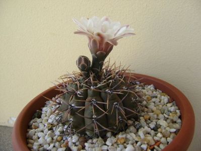 Gymnocalycium ochoterenae v. cinereum