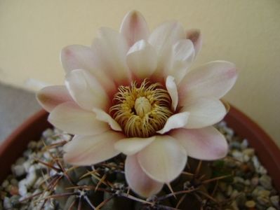 Gymnocalycium ochoterenae v. cinereum