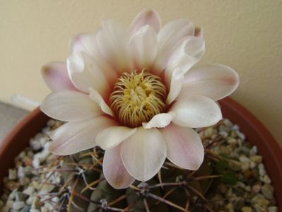 Gymnocalycium ochoterenae v. cinereum