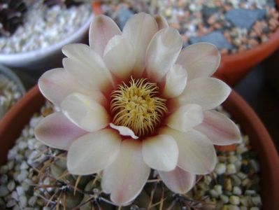 Gymnocalycium ochoterenae v. cinereum