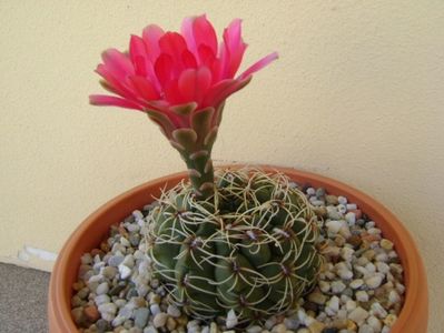 Gymnocalycium baldianum