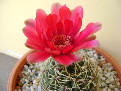 Gymnocalycium baldianum