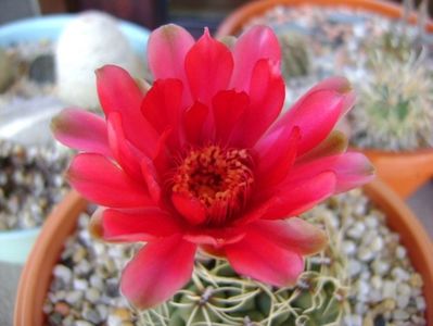 Gymnocalycium baldianum