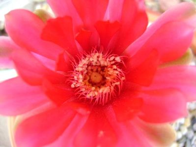 Gymnocalycium baldianum