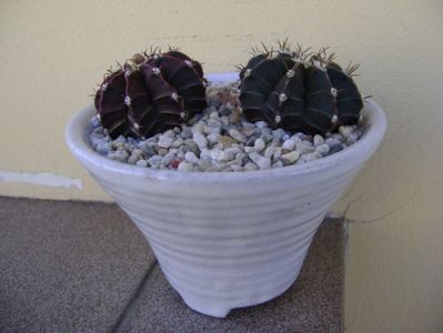 Gymnocalycium friedrichii, 2 ex.