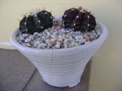 Gymnocalycium friedrichii, 2 ex.