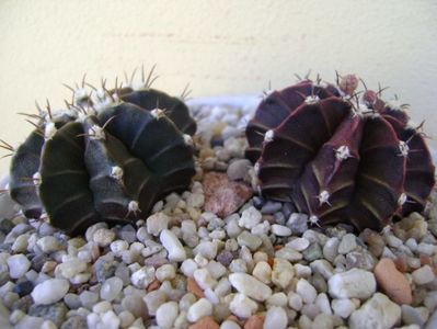 Gymnocalycium friedrichii, 2 ex.