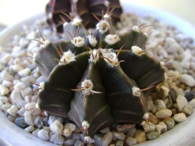 Gymnocalycium friedrichii, 2 ex.