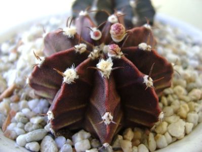 Gymnocalycium friedrichii, 2 ex.