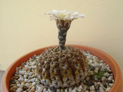 Gymnocalycium obductum