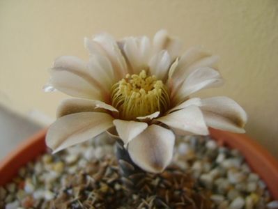 Gymnocalycium obductum