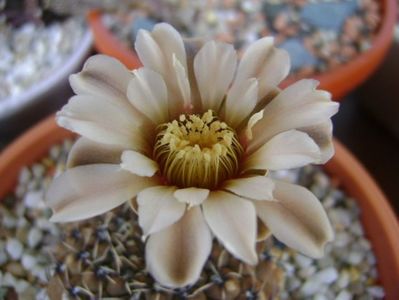 Gymnocalycium obductum