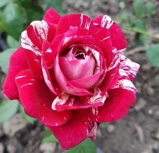 Deep Impression (Tufa); Average rating: EXCELLENT-.  
Bred by Christian Evers (Germany, before 2009).
Introduced in Germany by Rosen-Tantau/Tantau Roses in 2009 as &#039;Deep Impression&#039;.
Floribunda.  
Red, pink streaks
