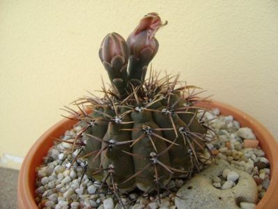 Gymnocalycium ochoterenae v. cinereum; replantat
