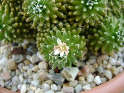 Mammillaria crinita ssp. painteri