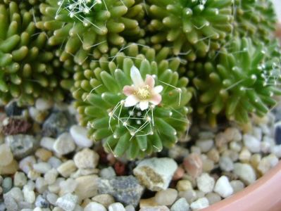 Mammillaria crinita ssp. painteri