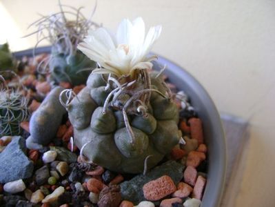 Turbinicarpus macrochele v. screvispinum