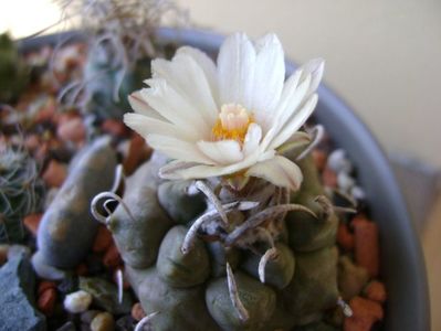 Turbinicarpus macrochele v. screvispinum