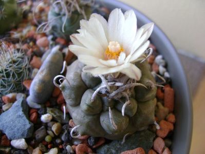 Turbinicarpus macrochele v. screvispinum