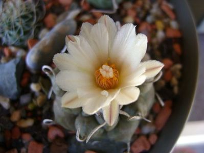 Turbinicarpus macrochele v. screvispinum