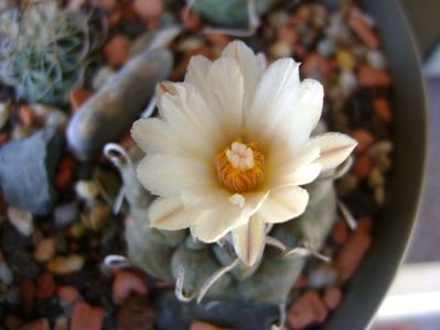 Turbinicarpus macrochele v. screvispinum