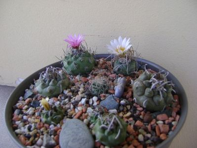 Grup de 7 Turbinicarpus; T. graminispinus
T. klinkerianus
T. schwarzii v. rubriflorus
T. pachystele
T. macrochele v. screvispinum 
T. macrochele v. kupcakii                  
T. viereckii
