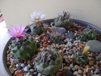 Grup de 7 Turbinicarpus; T. graminispinus
T. klinkerianus
T. schwarzii v. rubriflorus
T. pachystele
T. macrochele v. screvispinum 
T. macrochele v. kupcakii                  
T. viereckii
