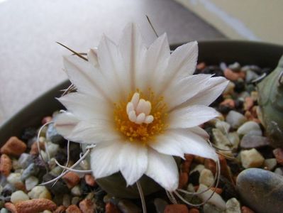 Turbinicarpus macrochele v. kupcakii