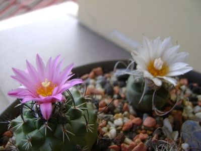 Turbinicarpus viereckii