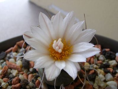 Turbinicarpus macrochele v. kupcakii