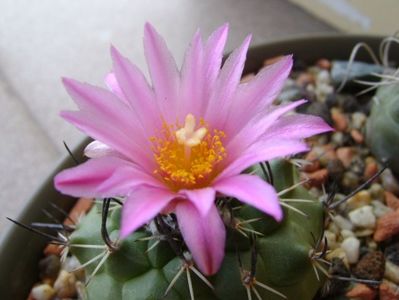 Turbinicarpus viereckii