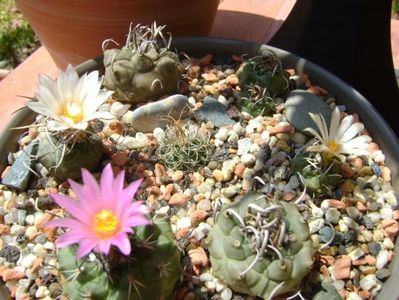 Grup de 7 Turbinicarpus; T. graminispinus
T. klinkerianus
T. schwarzii v. rubriflorus
T. pachystele
T. macrochele v. screvispinum 
T. macrochele v. kupcakii                  
T. viereckii
