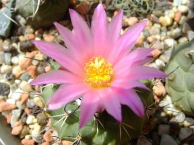 Turbinicarpus viereckii