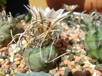 Turbinicarpus macrochele v. kupcakii