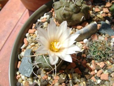 Turbinicarpus macrochele v. kupcakii