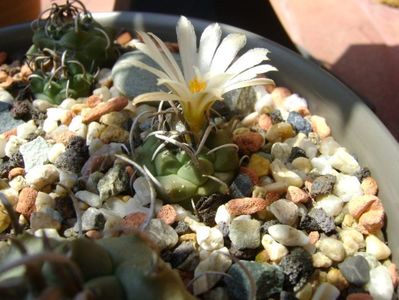 Turbinicarpus pachystele