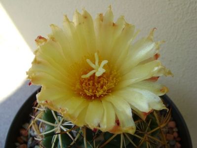 Coryphantha elephantidens v. sulcolanata