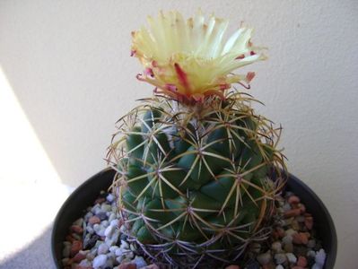 Coryphantha elephantidens v. sulcolanata