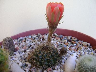 Lobivia arachnacantha v. densiseta (Echinopsis ancistrophora v. densiseta)