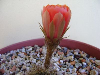 Lobivia arachnacantha v. densiseta (Echinopsis ancistrophora v. densiseta)