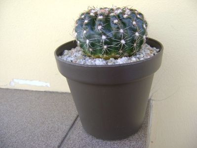 Notocactus uebelmannianus (Parodia werneri)