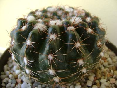 Notocactus uebelmannianus (Parodia werneri)