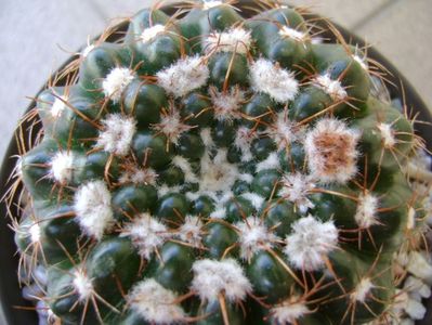 Notocactus uebelmannianus (Parodia werneri)