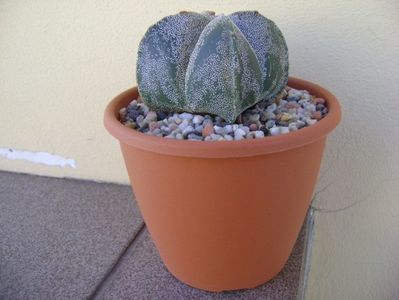 Astrophytum myriostigma quadricostatum